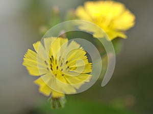 Closeup yellow Oriental false hawksbeard flower in garden for background and blurred background ,macro image ,abstract background