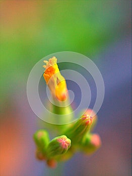 Closeup yellow Oriental false hawksbeard flowers in garden with blurredbackground