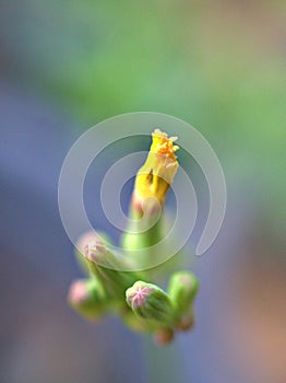 Closeup yellow Oriental false hawksbeard flowers in garden with blurredbackground