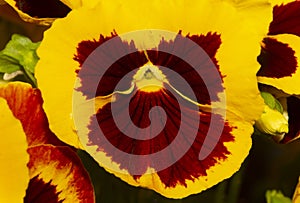 Closeup of a yellow pansy flower in South Windsor, Connecticut