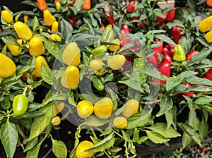 Closeup of yellow peppers in the foreground with red peppers in the background.
