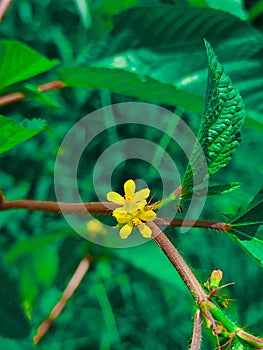 Closeup of a yellow petal Corchorus aestuans flower, on a brown stem, surrounded by green foliage