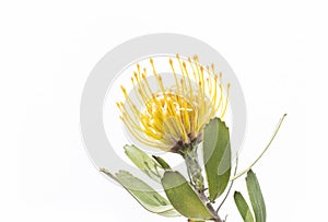 Closeup of yellow pincushion protea flower, leucospermum high gold