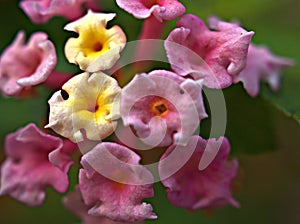 Closeup yellow-pink lantana flower with sweet color and soft focus ,macro image