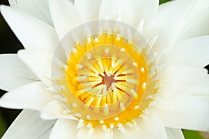 Closeup yellow pollen of white lotus in pond, Buddhism symbol