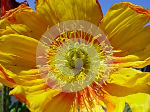 Closeup of yellow poppy