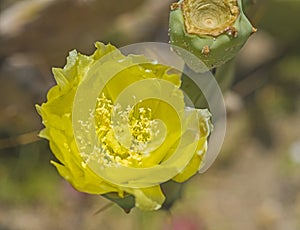 Closeup of yellow prickly pear cactus flower