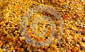 Closeup of yellow pulses, food grains and lentils photography, protein rich food background, legumes backdrop wallpaper