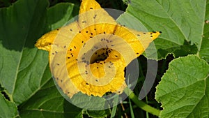 Closeup yellow pumpkin bloom move wind lot of beetle bugs walk
