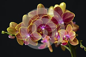 Closeup of yellow purple spotted blooms of tropical moth orchid, Phalaenopsis