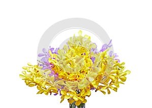 Closeup, Yellow and purple Thai orchid flower isolated on white background with clipping mask
