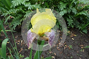 Closeup of yellow, purple and white flower of Iris germanica