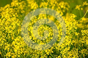 Closeup of a yellow rapeseed field, use for making oil