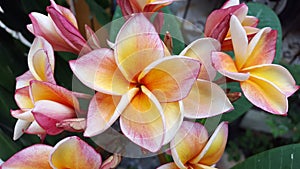 A closeup of yellow red plumeria flowers in the garden