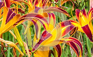 Closeup of Yellow and Red Tiger Lilies