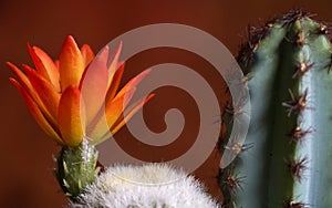 Closeup Yellow roange color of blooming cactus flower is Astrophytum asterias is a species of white thorn cactus plant