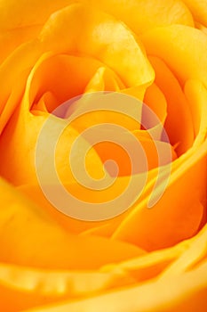 Closeup of a yellow rose