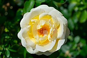 A Closeup of a Yellow Rose at the Merrick Rose Garden in Evanston Illinois