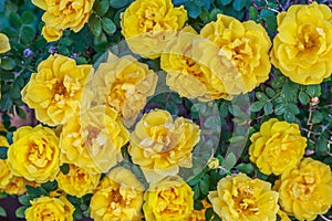 Closeup of Yellow Roses