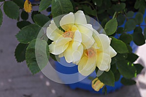 Closeup of yellow roses blooming in the summer