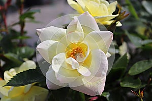 Closeup of yellow roses blooming in the summer