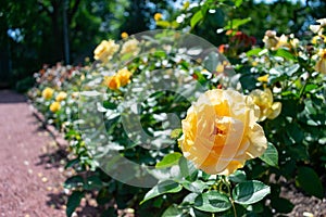 A Closeup of Yellow Roses at the Merrick Rose Garden in Evanston Illinois