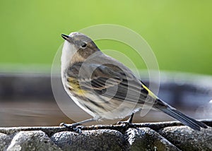 Closeup of a Yellow-Rumped Warbler Perched on a Bird Bath