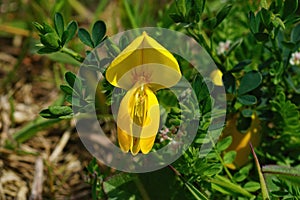 Closeup of a yellow Scotch broom flower, Cytisus scoparius