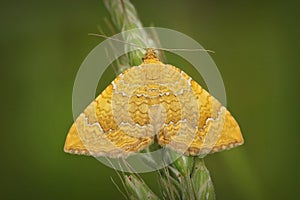 Closeup on a yellow shell moth, Camptogramma bilineata, sitting with open wings in the field