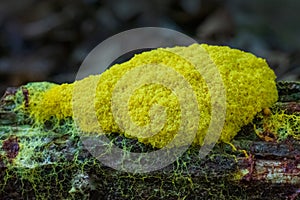 Closeup of yellow slime mold with veins network on dead tree log