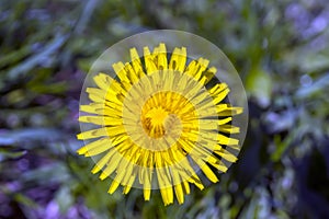 Closeup of yellow spring dandelion standing tall above purple an