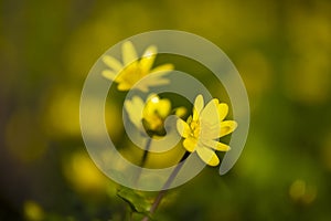 Closeup of yellow spring flowers of lesser celandine