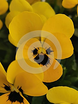 Closeup on Yellow springflowers