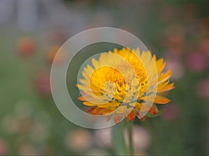 Closeup yellow straw flower Everlasting flowers flower in garden with blurred background