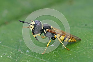 Closeup on the yellow striped European beewolf , Philanthus triangulum while cleaining it's antenna