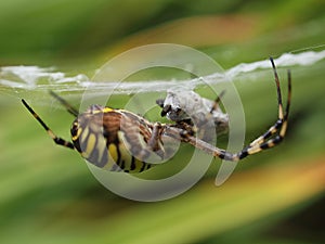 Closeup of a yellow striped wasp spider in its spider net