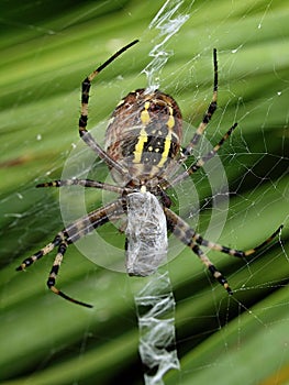 Closeup of a yellow striped wasp spider in its spider net