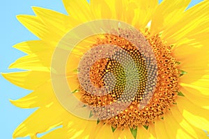 Closeup of a Yellow Sunflower Blossoming in the Sunlight