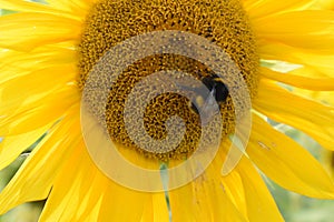 Closeup of a yellow sunflower with a bumblebee on a sunny summer day