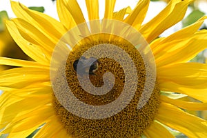 Closeup of a yellow sunflower with a bumblebee on a sunny summer day