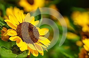 Closeup of yellow sunflower flower and honey bee under sunlight with copy space using as background natural plants landscape,