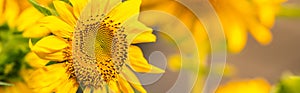 Closeup of yellow sunflower flower under sunlight with copy space using as background natural plants landscape, ecology wallpaper