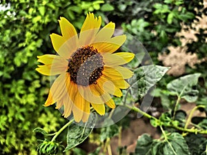 Closeup yellow Sunflower natural background. Sunflower blooming Photography By Apoorve Verma photo