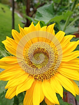 Closeup yellow sunflowers