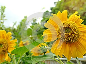 Closeup yellow sunflowers