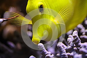 Closeup of a yellow tang (Zebrasoma flavescens) fish swimming in a coral reef