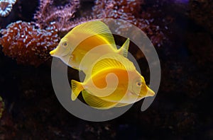 Closeup of yellow tangs and coral in an aquarium