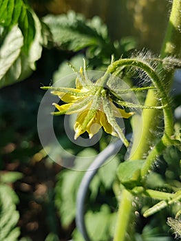 Detallado de tomate flor. detalles de tomate flor 