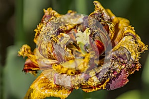 Closeup of yellow tulip