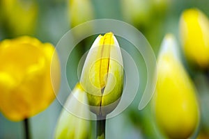 Closeup yellow tulip buds in the garden